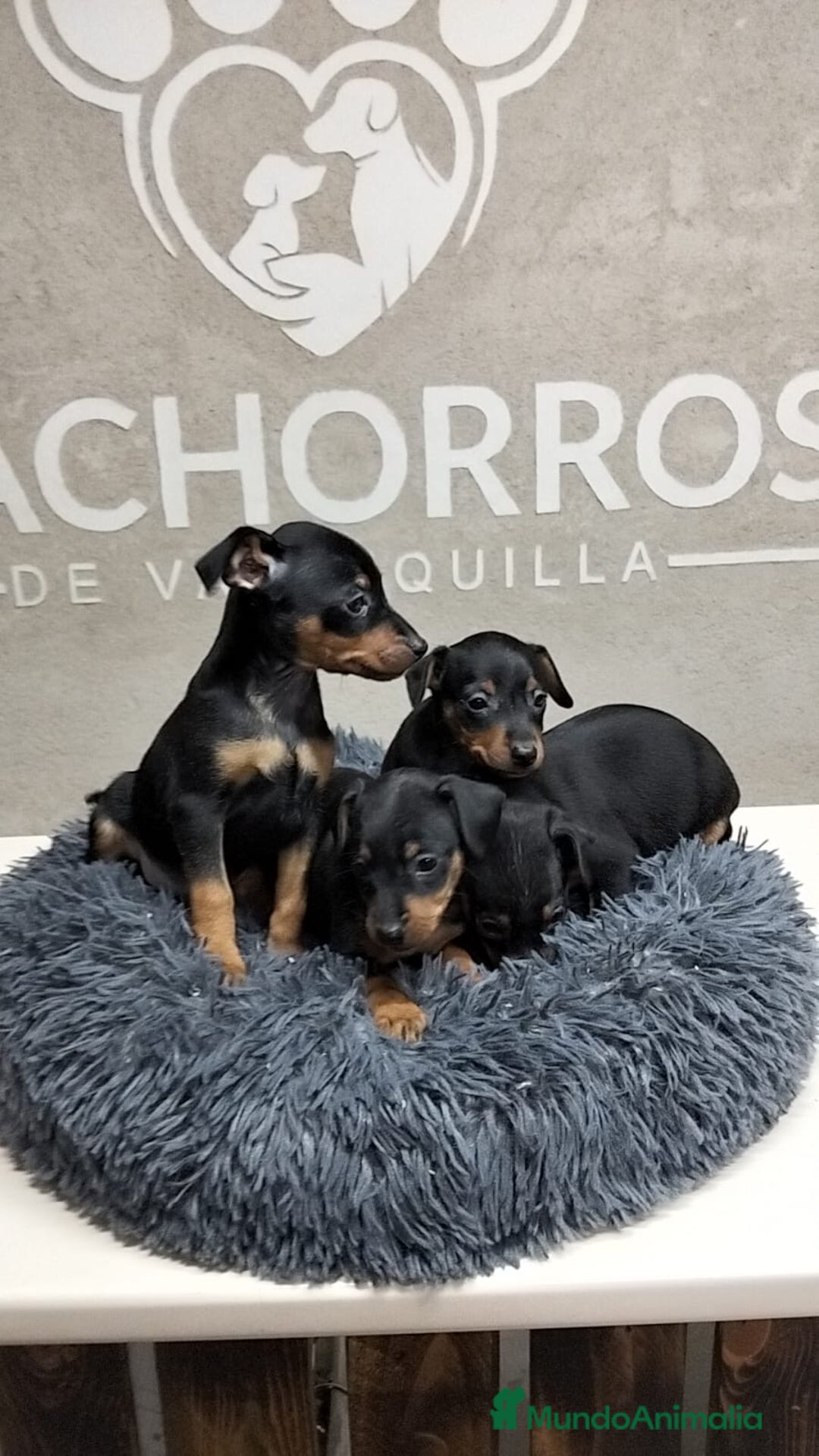 Pinscher Miniatura perros en venta: Mini Pincher  - Anuncio 3