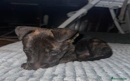 Pastor Belga Malinois perros en venta: Pastor belga malinois - Imagen 1