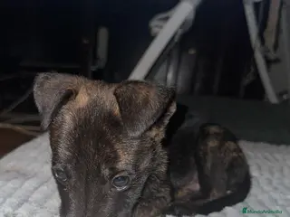 Pastor Belga Malinois perros Pastor belga malinois - Anuncio 4