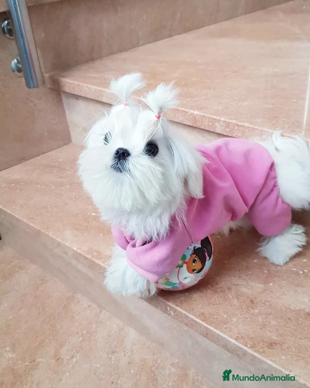 Bichón Maltés perros en venta: Bichón Maltés Cachorros Coreanos mini toy - Anuncio 7