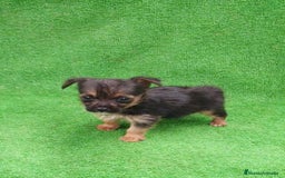 Yorkshire Terrier perros en venta: Yorkshire Terrier Toy - Imagen 2