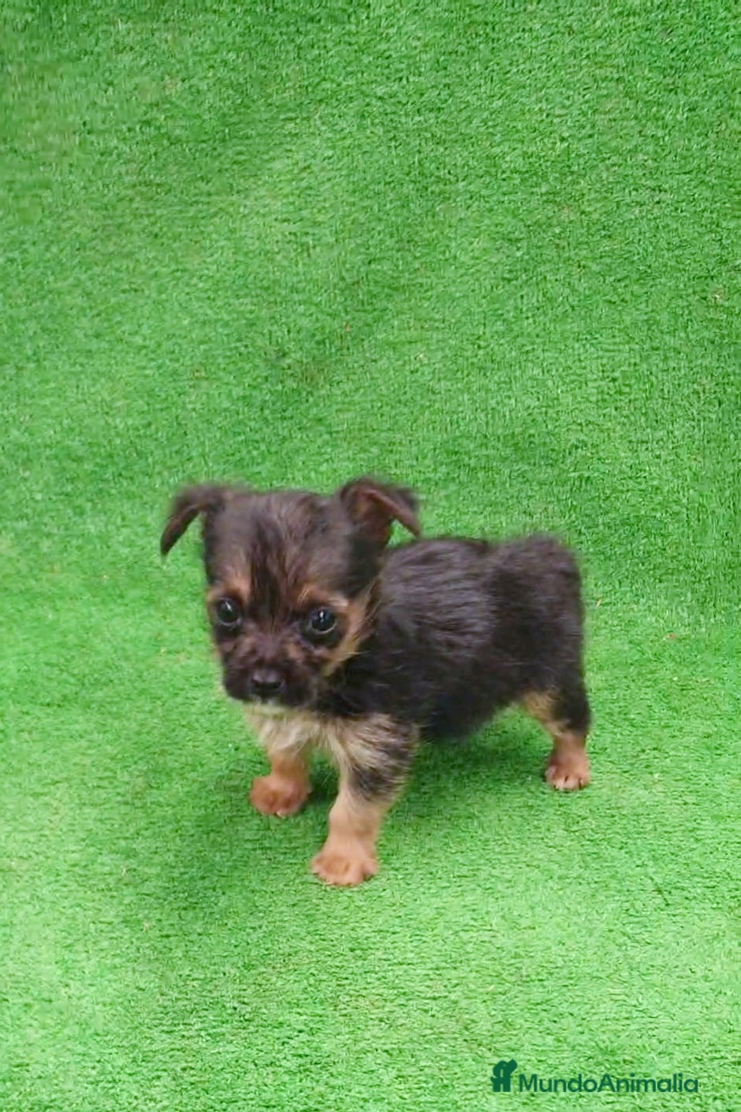 Yorkshire Terrier perros en venta: Yorkshire Terrier Toy - Imagen 2