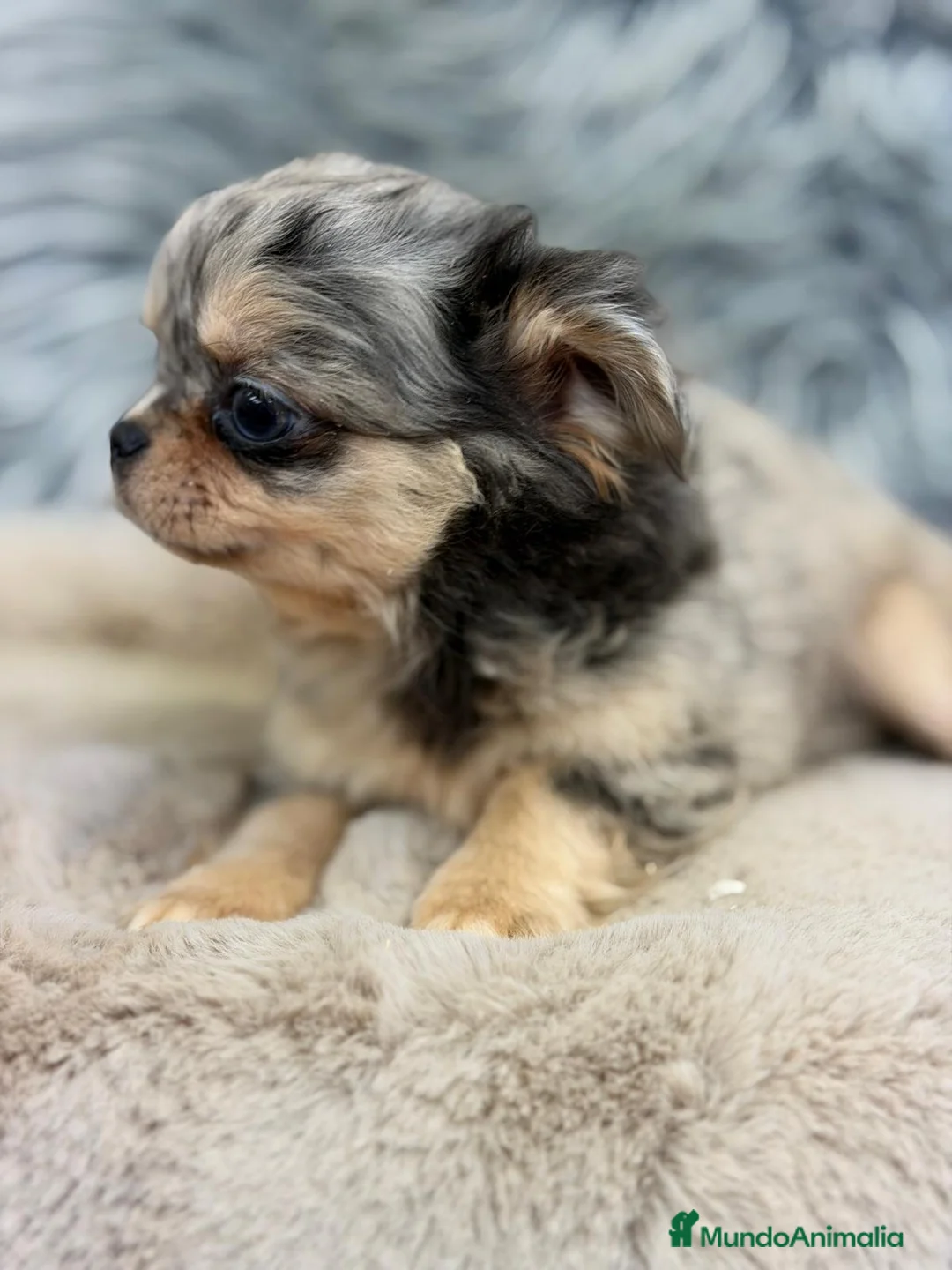 Chihuahua perros en venta: CHIHUAHUA PELO LARGO MERLE - Anuncio 3