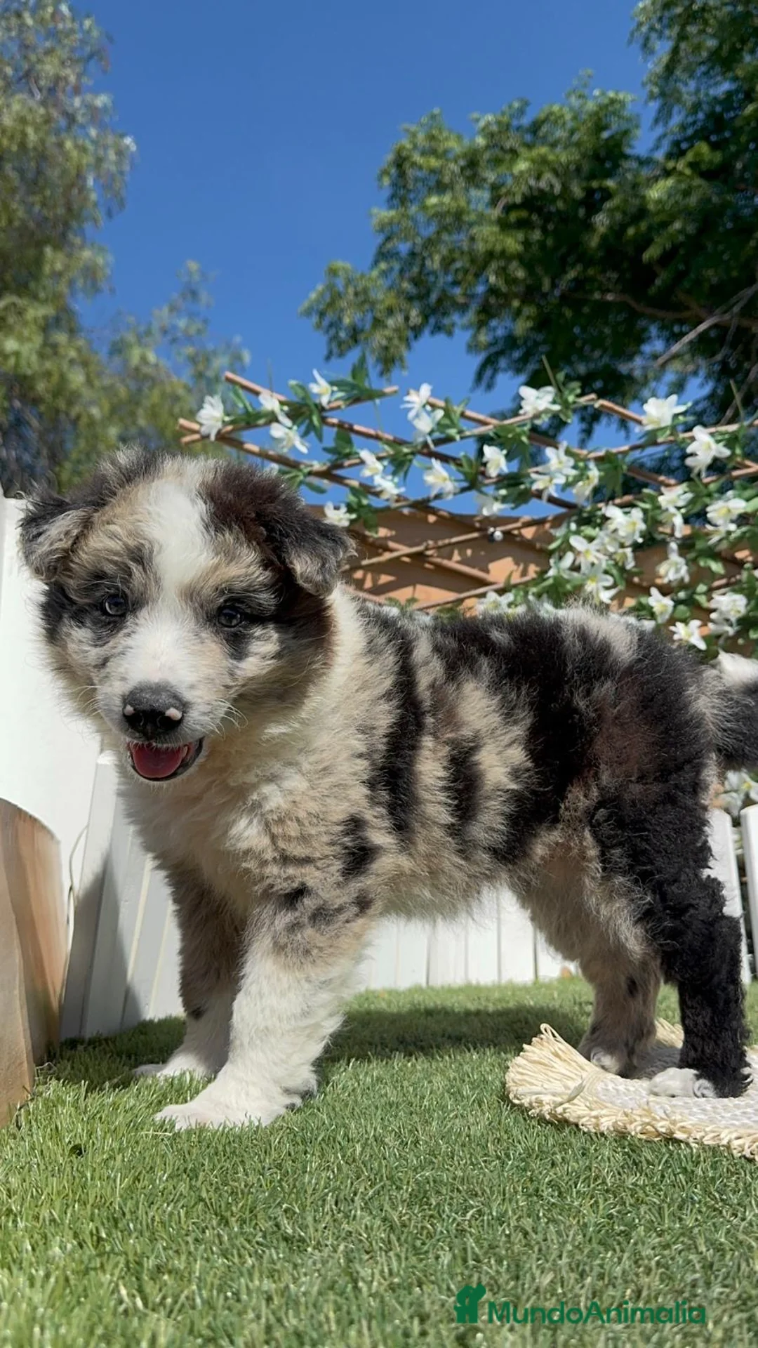 Border Collie perros en venta: BORDER COLLIE - Anuncio 1