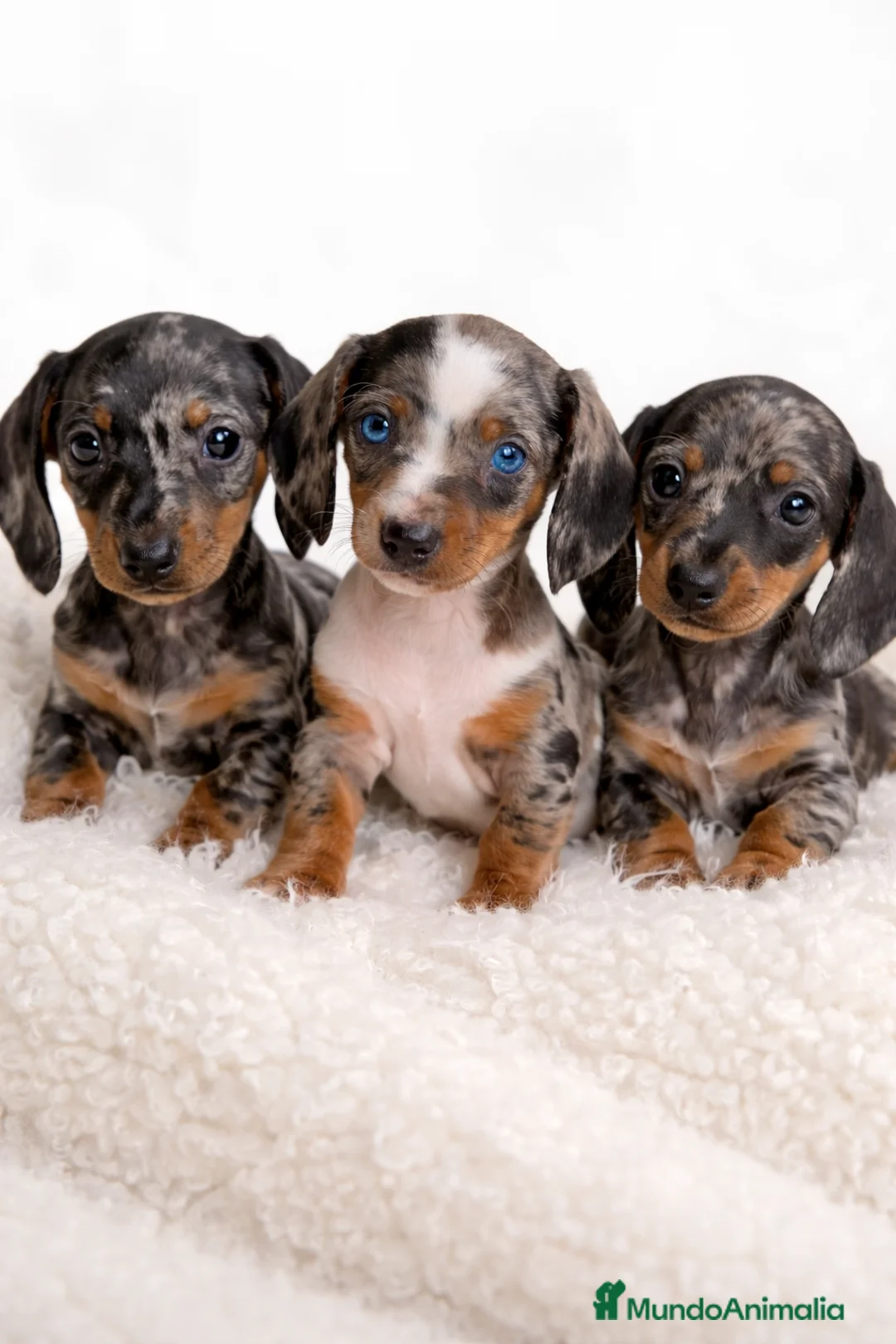 Teckel Miniatura perros en venta: Teckel Arlequin  - Anuncio 2