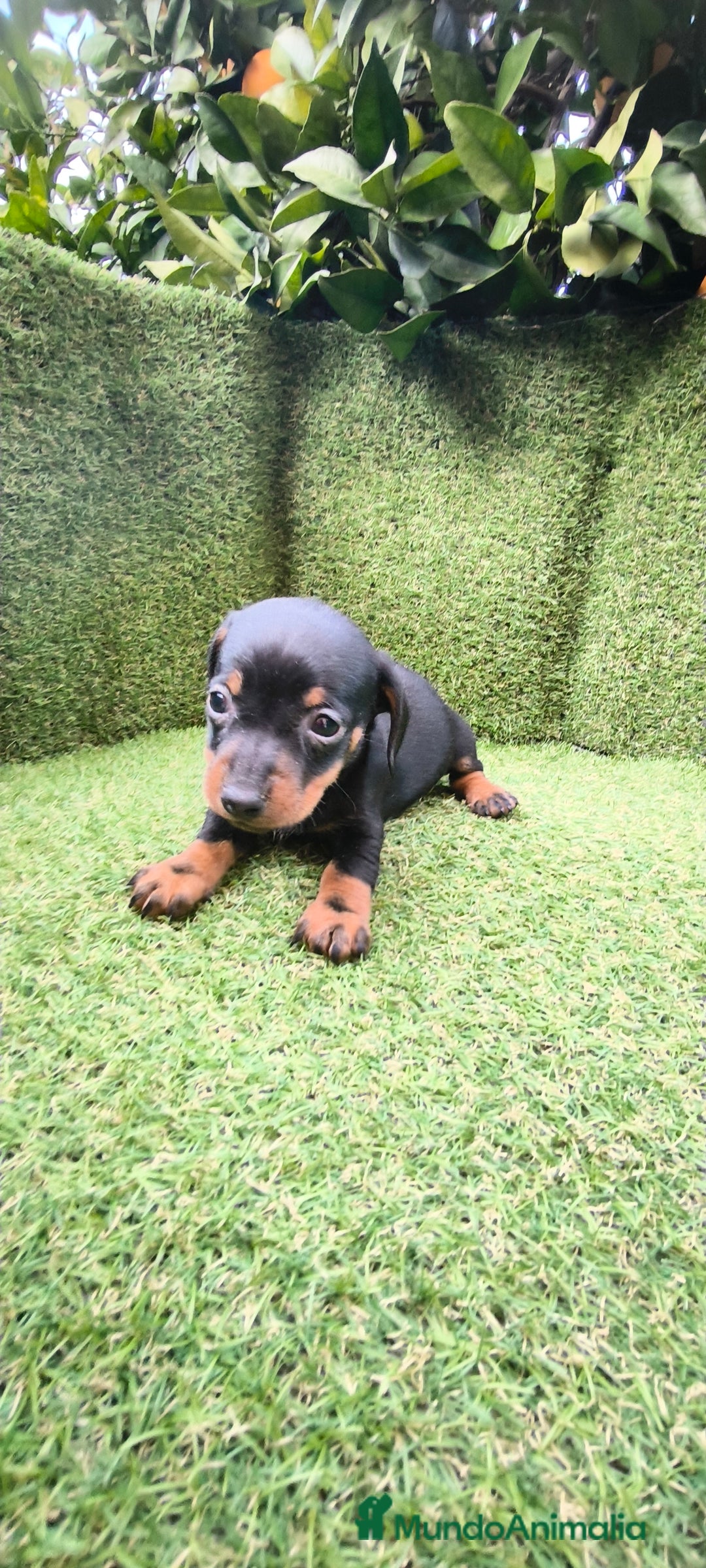 Teckel Miniatura perros en venta: camada teckel arlequín y todos los colores  - Anuncio 34