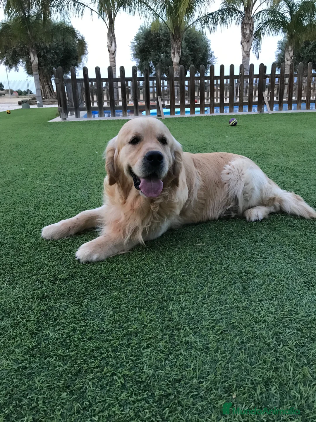 Golden Retriever perros en venta: Cachorros Golden retriever con pedigree  - Anuncio 7