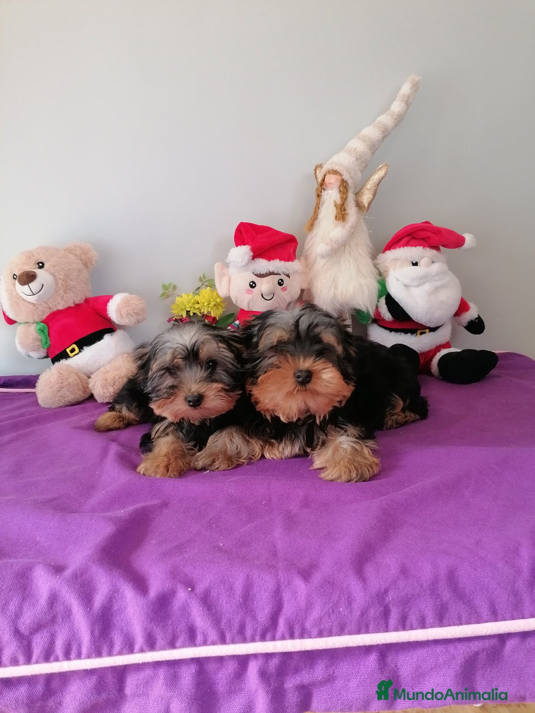 Yorkshire Terrier perros en venta: Yorkshire terrier  - Anuncio 4