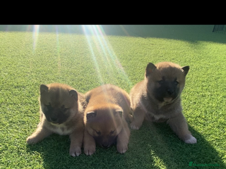 Shiba Inu perros en Murcia - Anuncio 3