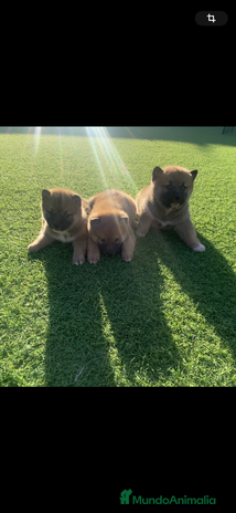 Shiba Inu perros en Murcia - Anuncio 2