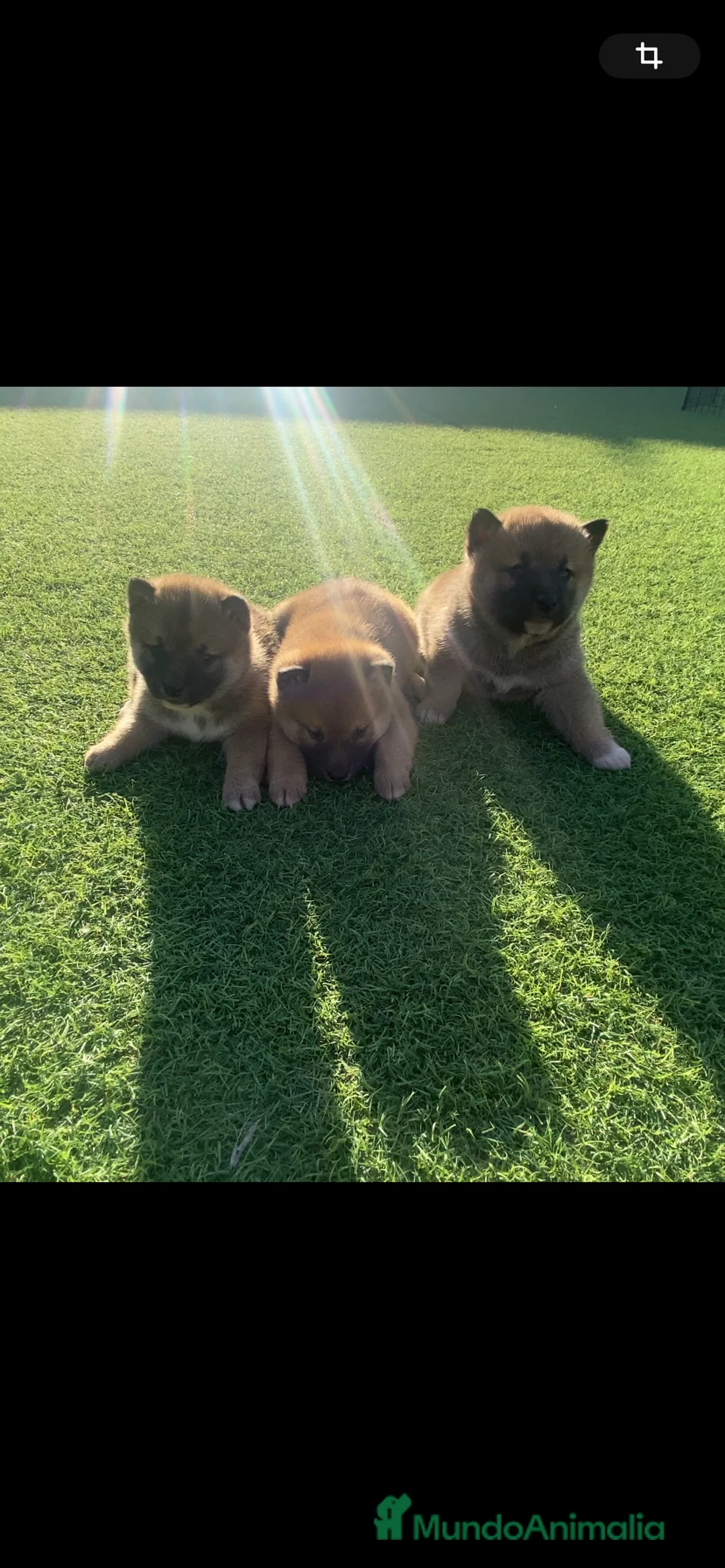 Shiba Inu perros en venta: Shiba Inu en Murcia - Anuncio 1