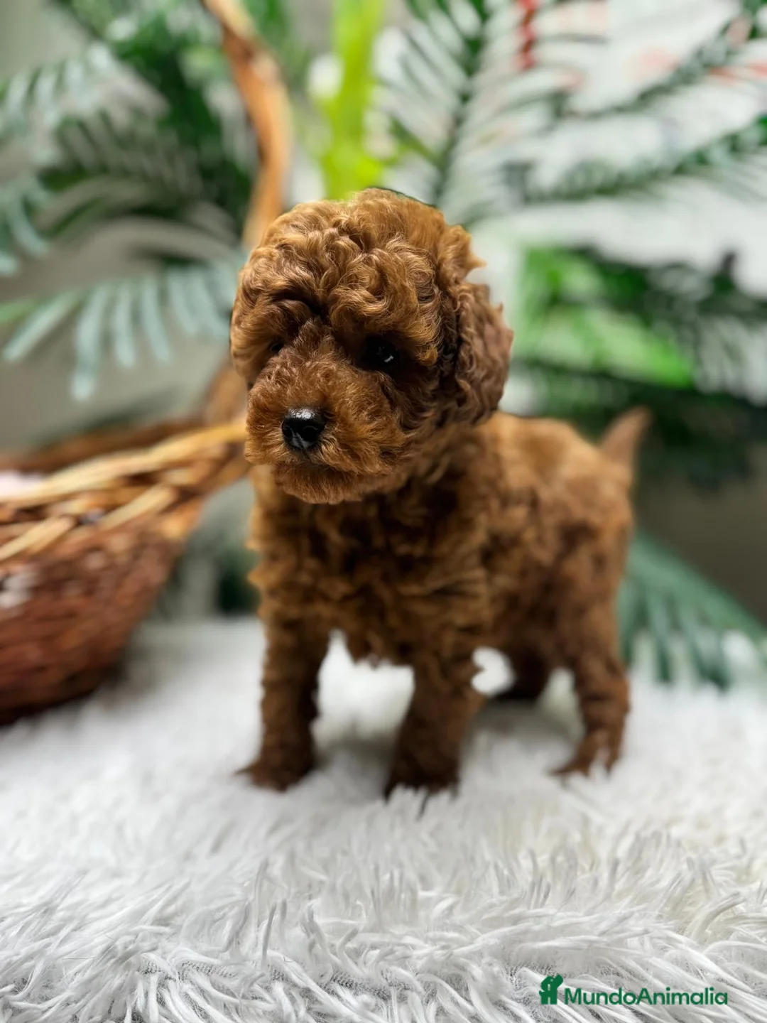 Caniche Toy perros en venta: CANICHE TOY-CACHORRO LISTO PARA ENTREGAR - Anuncio 18