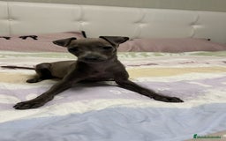 Galgo Español perros en venta: GALGO DISPONIBLES - Imagen 2