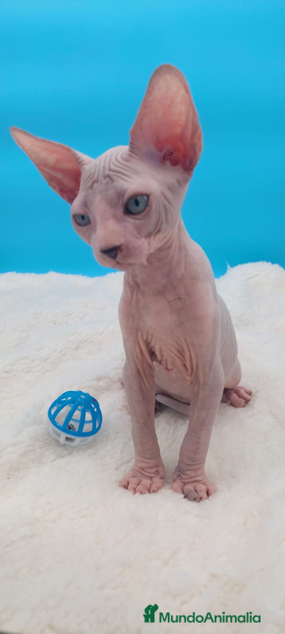 Sphynx gatos en venta: Machito ojos claros  - Imagen 3