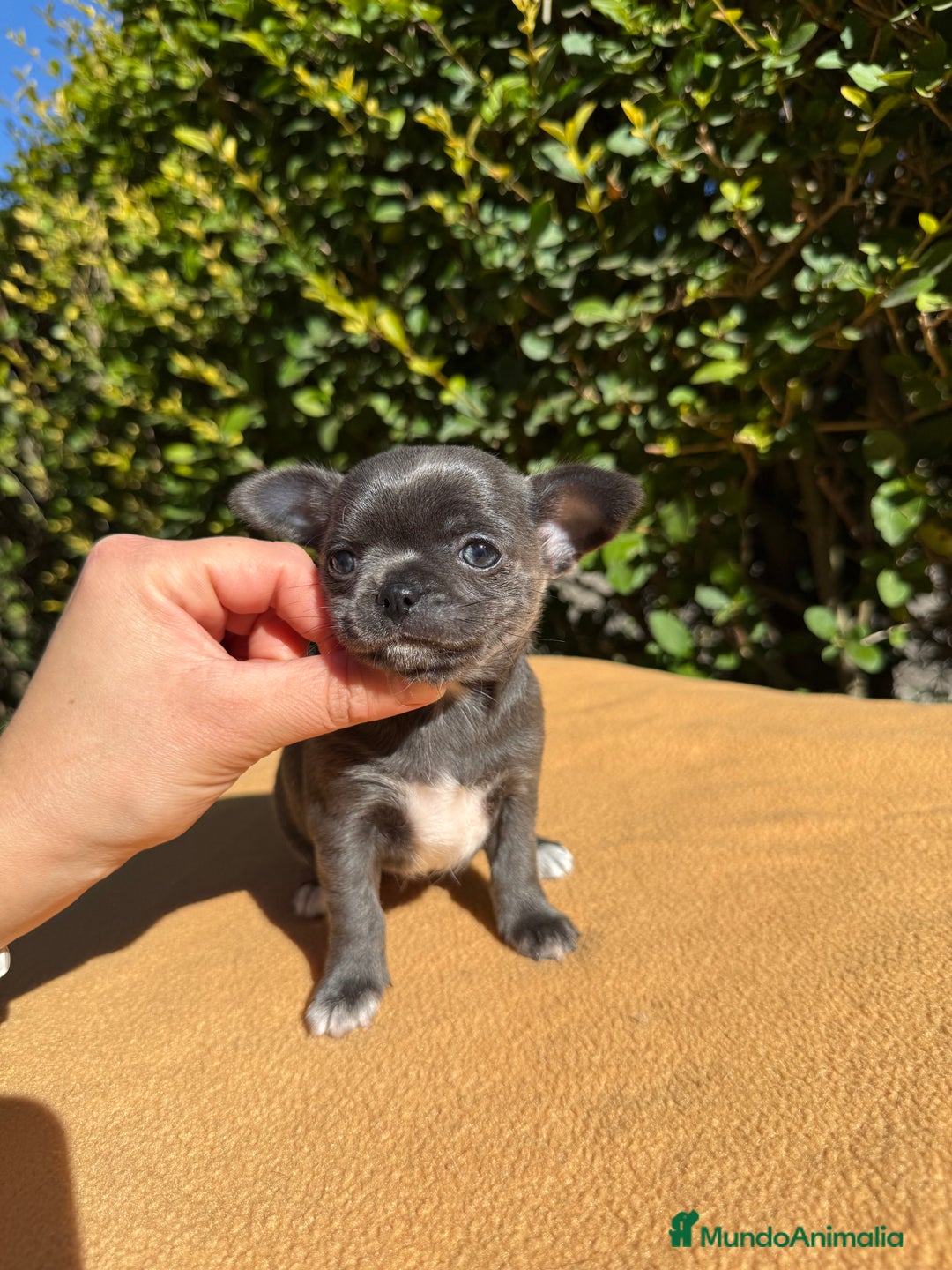 Chihuahua perros en venta: Preciosa hembra azul  - Imagen 3
