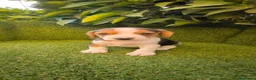 Beagle perros en venta: beagles mini tricolor  - Anuncio 8