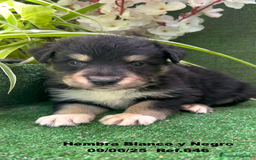 Border Collie perros en venta: BORDER COLLIE DE VILLA BIZNAGA - Imagen 34