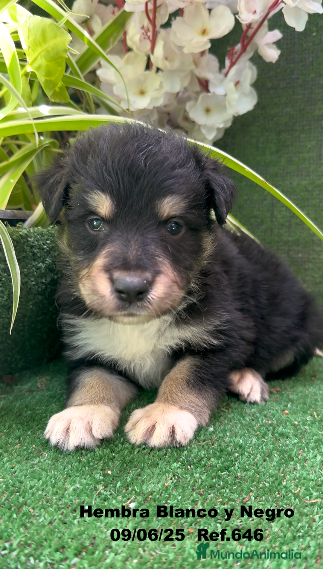 Border Collie perros en venta: BORDER COLLIE DE VILLA BIZNAGA - Imagen 34