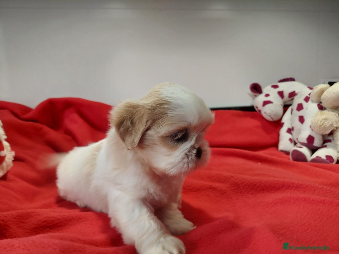 Shih Tzu perros en venta: SHIH TZU HEMBRA CALIDAD Y SELECCIÓN  - Imagen 4