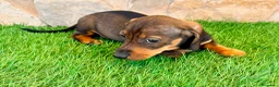Teckel Miniatura perros en venta: Teckel Miniatura Hoja - Anuncio 7