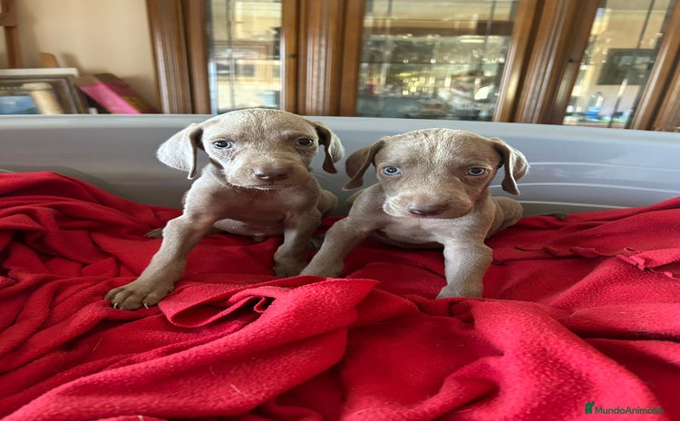 Weimaraner perros - Propaganda 1