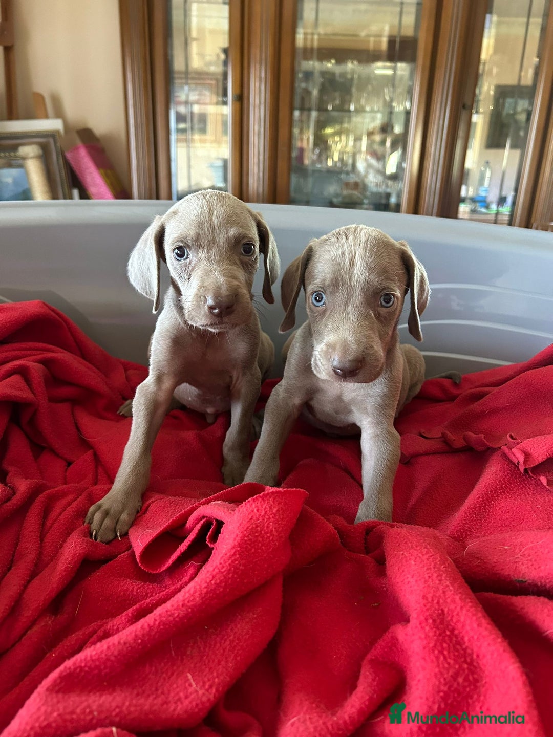 Weimaraner perros en venta: Braco de weimaner  - Imagen 1