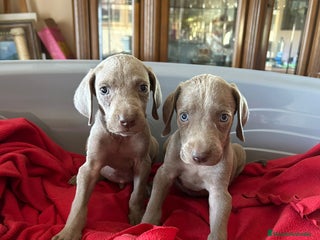 Weimaraner perros - Anuncio 26