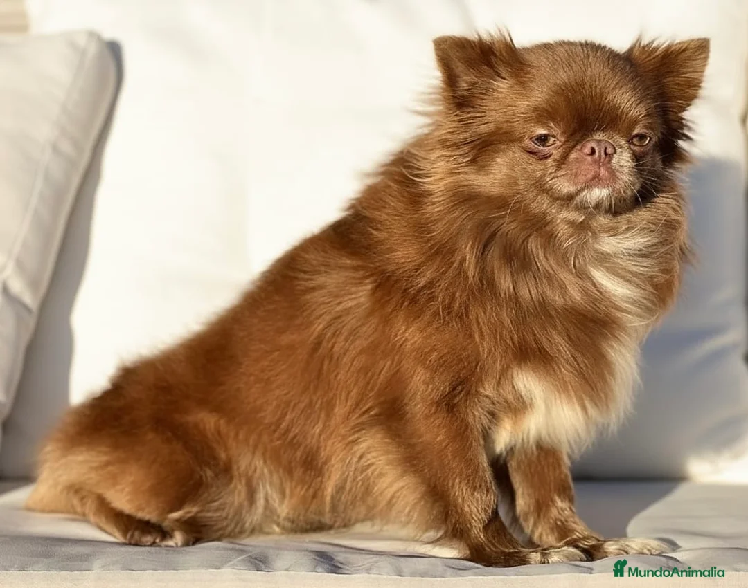 Chihuahua perros en venta: CHIHUAHUA PELO LARGO THELUXEPUPPYS  - Anuncio 3