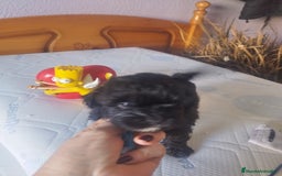Maltipoo perros en venta: MALTIPOO MACHO CALIDAD Y SELECCIÓN  - Imagen 5