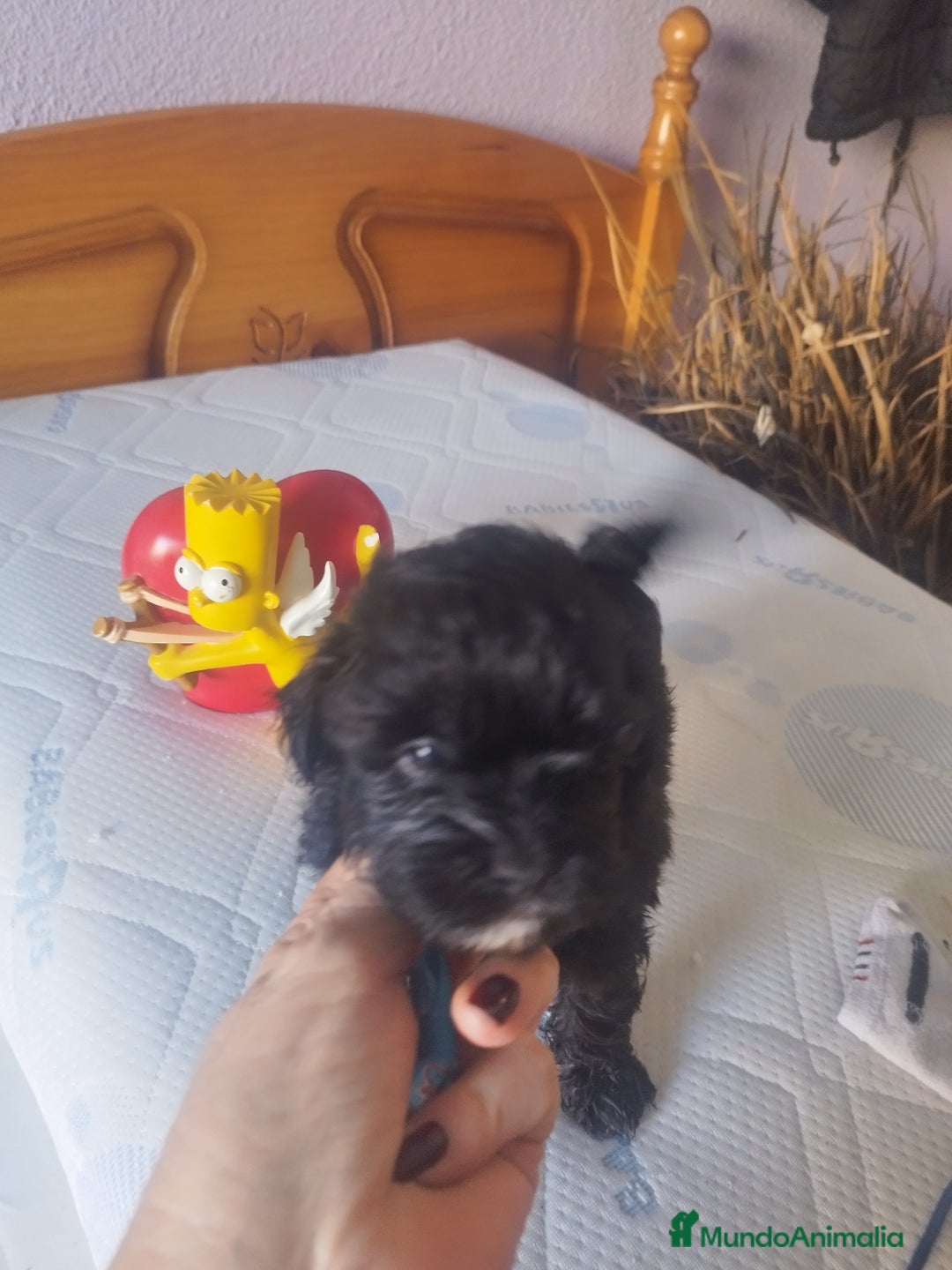 Maltipoo perros en venta: MALTIPOO MACHO CALIDAD Y SELECCIÓN  - Imagen 5