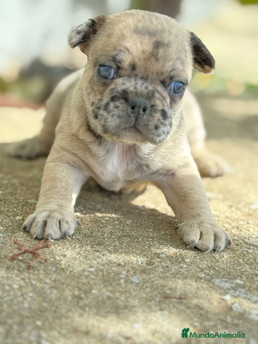 Bulldog Francés perros en venta: BULDOG FRANCÉS MERLE  - Imagen 1