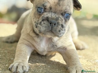 Bulldog Francés perros - Anuncio 6