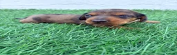 Teckel Miniatura perros en venta: Teckel Miniatura - Anuncio 24