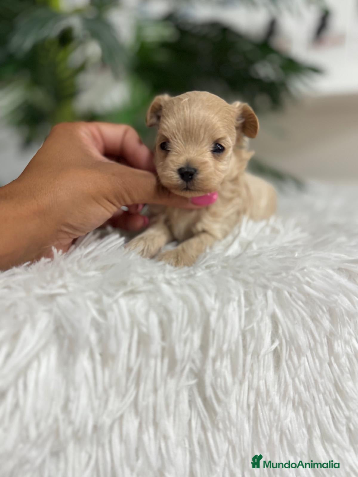 Maltipoo perros MALTIPOO 100% COREANO - Anuncio 1