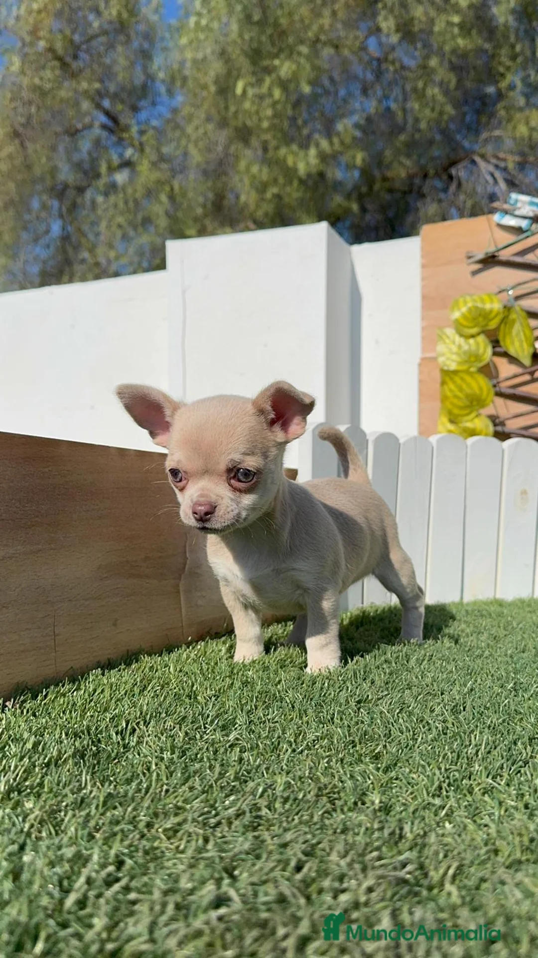 Chihuahua perros en venta: CHIHUAHUA HEMBRA - Anuncio 19
