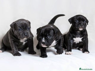 American Bully perros - Anuncio 14