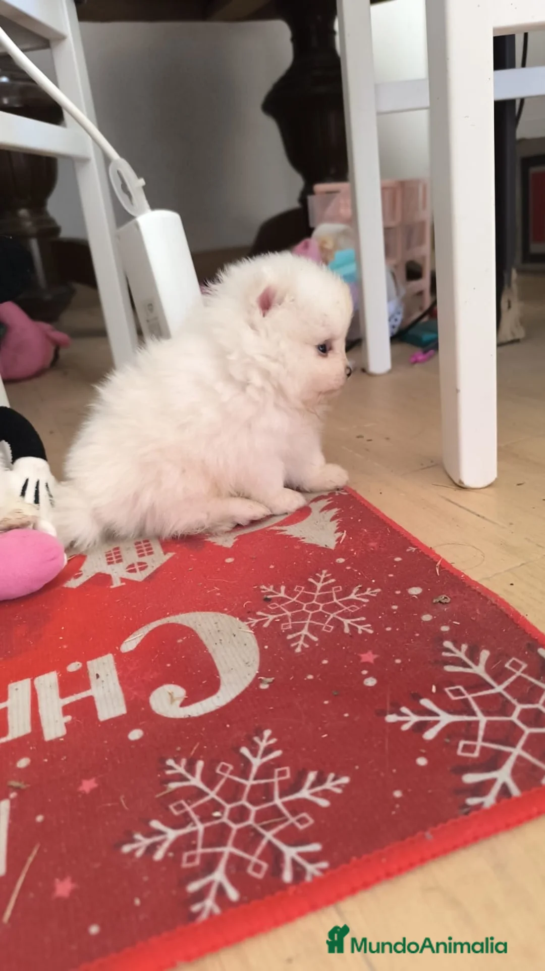 Pomerania perros en venta: PRECIOSOS POMERANIA RUSOS MINI - Anuncio 1