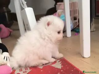 Pomerania perros PRECIOSOS POMERANIA RUSOS MINI - Anuncio 1