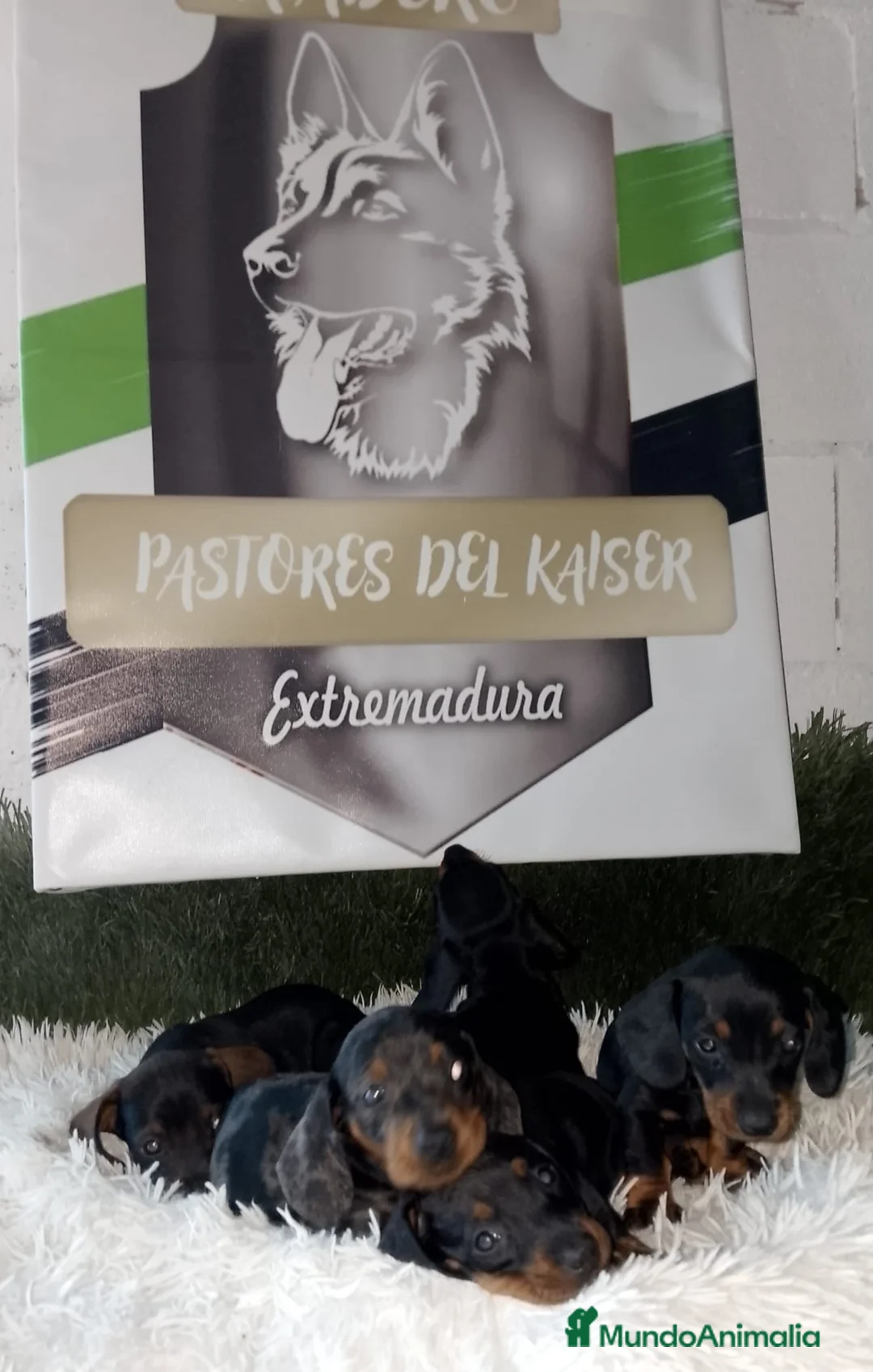 Teckel perros en venta: Teckel  - Anuncio 2