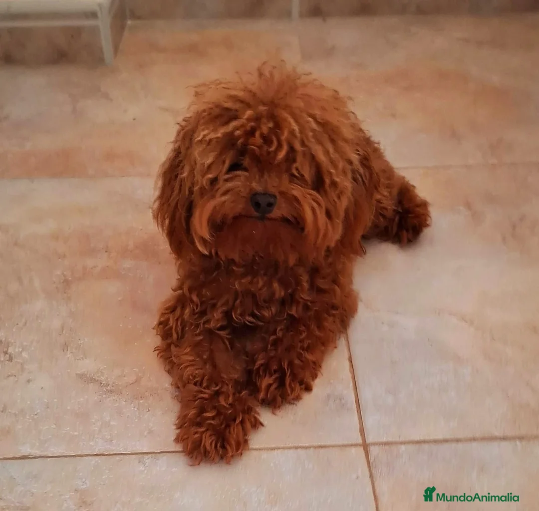 Caniche Toy perros en venta: Caniche toy roja - Anuncio 6