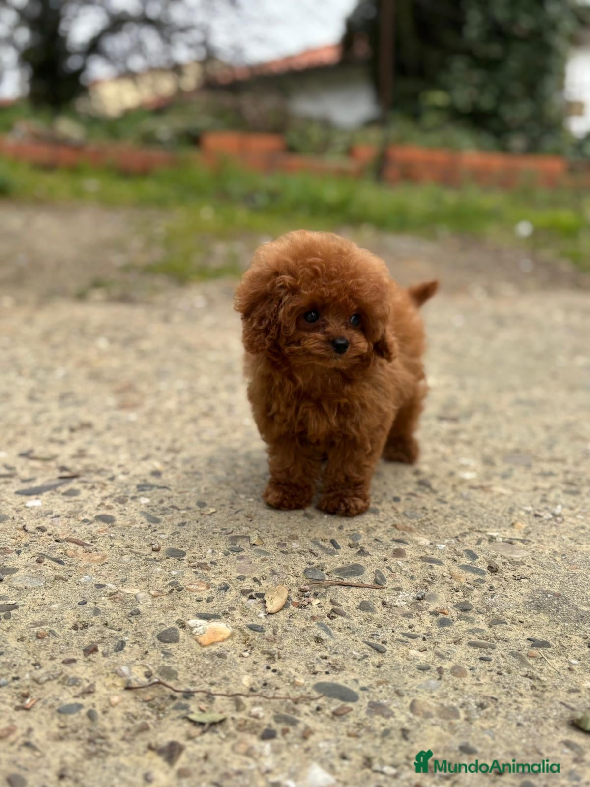 Caniche Toy perros Hembrita línea asiática 💯 micro  - Anuncio 1