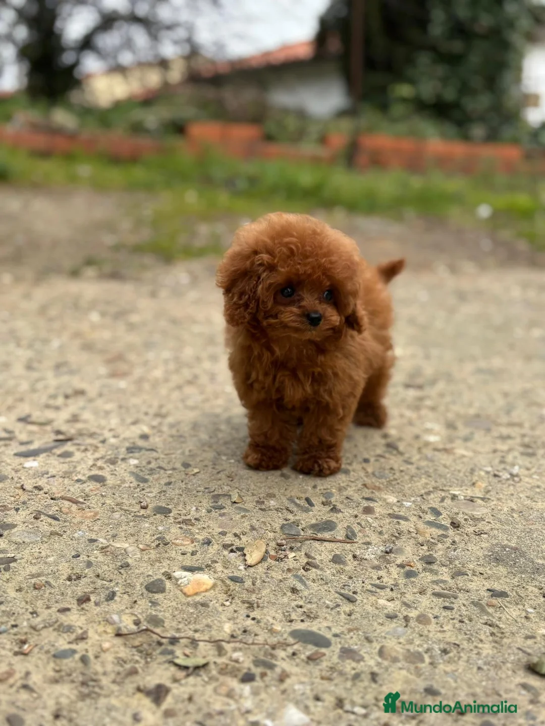 Caniche Toy perros en venta: Hembrita línea asiática 💯 micro  - Anuncio 1