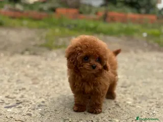 Caniche Toy perros Hembrita línea asiática 💯 micro - Anuncio 1