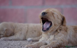 Maltipoo perros en venta: ✨ Tres pequeñas Maltipoo · 🐶 20 días de vida - Imagen 6