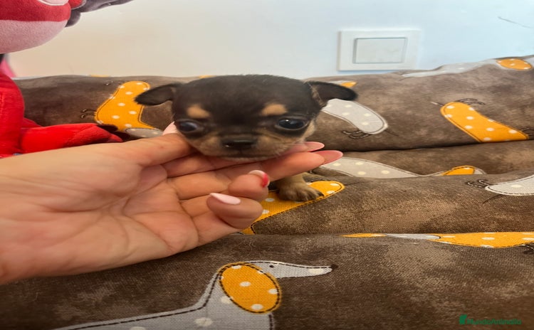 Chihuahua perros - Anuncio 1