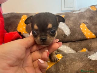 Chihuahua perros Chihuahua diminuto - Anuncio 32