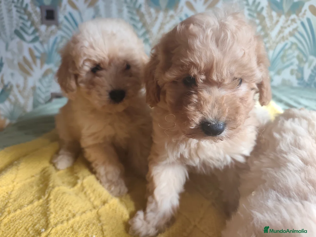 Caniche Toy perros en venta: Cachorros caniche machos 💛💛💛 - Anuncio 9