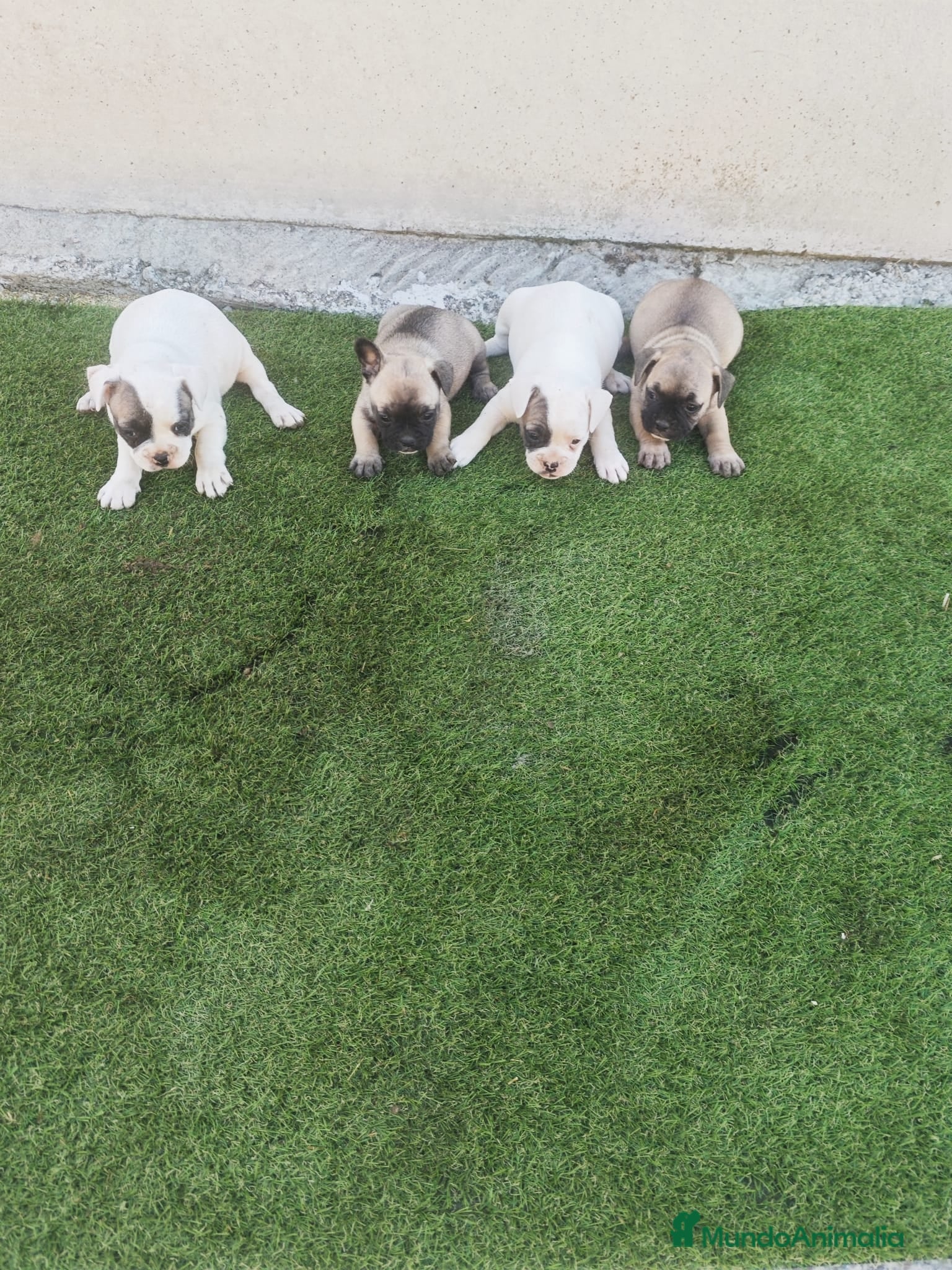 Bulldog Francés perros Bulldog francés 🐶🐾 - Anuncio 1