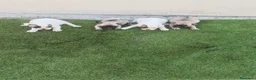 Bulldog Francés perros en venta: Bulldog francés 🐶🐾 en Málaga - Anuncio 1