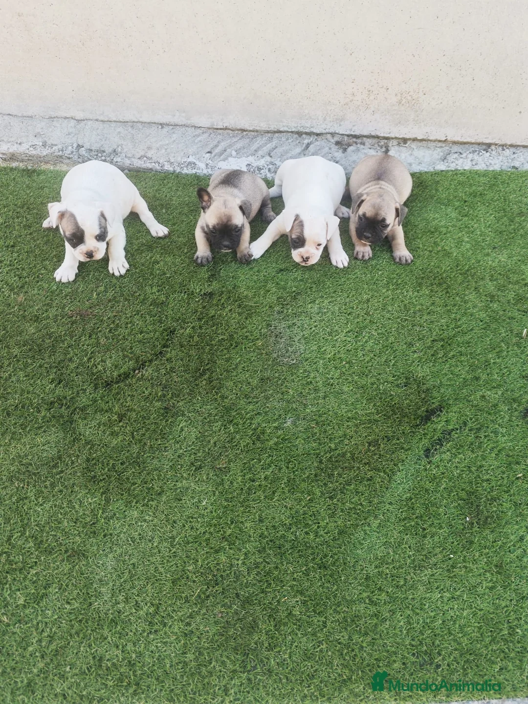 Bulldog Francés perros en venta: Bulldog francés 🐶🐾 en Málaga - Anuncio 1